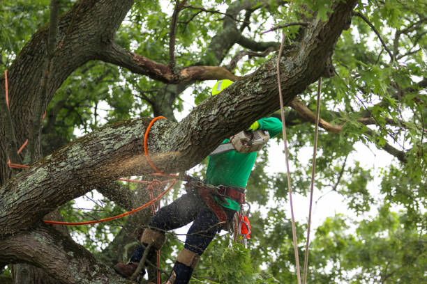 How Our Tree Care Process Works  in  El Granada, CA